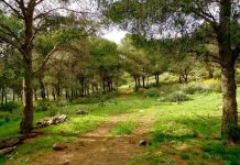 أشجار البلوط الفليني ودورها في تخزين الكربون أشجار البلوط الفليني ودورها في تخزين الكربون