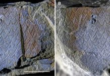 اكتشاف أقدم عقارب بحرية في بيوتا فزواتا جنوب شرق المغرب اكتشاف أقدم عقارب بحرية في بيوتا فزواتا جنوب شرق المغرب