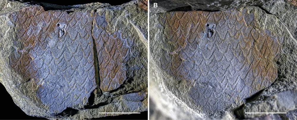 اكتشاف أقدم عقارب بحرية في بيوتا فزواتا جنوب شرق المغرب اكتشاف أقدم عقارب بحرية في بيوتا فزواتا جنوب شرق المغرب