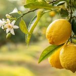 صادرات الليمون المغربي إلى المملكة المتحدة تسجل رقماً قياسياً صادرات الليمون المغربي إلى المملكة المتحدة تسجل رقماً قياسياً