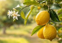 صادرات الليمون المغربي إلى المملكة المتحدة تسجل رقماً قياسياً صادرات الليمون المغربي إلى المملكة المتحدة تسجل رقماً قياسياً