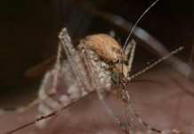 اكتشاف بكتيريا سورية تضبط سلوك البعوض عالميًا اكتشاف بكتيريا سورية تضبط سلوك البعوض عالميًا