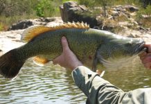 سمكة تقطع مسافة دولة كاملة في هجرة لم تُسجل من قبل سمكة تقطع مسافة دولة كاملة في هجرة لم تُسجل من قبل