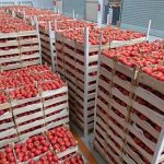 المغرب يحقق رقماً قياسياً في تصدير الطماطم إلى أيرلندا المغرب يحقق رقماً قياسياً في تصدير الطماطم إلى أيرلندا