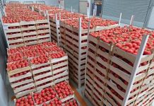 المغرب يحقق رقماً قياسياً في تصدير الطماطم إلى أيرلندا المغرب يحقق رقماً قياسياً في تصدير الطماطم إلى أيرلندا