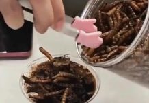 ناشطون يسخرون من الصين بسبب قهوة الصراصير ناشطون يسخرون من الصين بسبب قهوة الصراصير