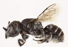 “نحلة لوسيفر” ذات القرون تدهش العلماء في أستراليا "نحلة لوسيفر" ذات القرون تدهش العلماء في أستراليا