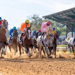 عروض مميزة في اللقاء الدولي الحادي عشر للخيول بالمغرب عروض مميزة في اللقاء الدولي الحادي عشر للخيول بالمغرب