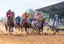 عروض مميزة في اللقاء الدولي الحادي عشر للخيول بالمغرب عروض مميزة في اللقاء الدولي الحادي عشر للخيول بالمغرب