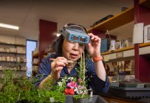 اكتشاف خليط البروكلي والكرنب لزراعة محاصيل جديدة اكتشاف خليط البروكلي والكرنب لزراعة محاصيل جديدة