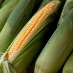 المغرب يحقق رقما قياسيا في تصدير الذرة لألمانيا المغرب يحقق رقما قياسيا في تصدير الذرة لألمانيا