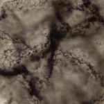 علماء للجزيرة نت: كشفنا عن “أثر الحياة” قبل 3.3 مليارات عام علماء للجزيرة نت: كشفنا عن "أثر الحياة" قبل 3.3 مليارات عام