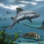 علماء يوثقون قرشا منقرضا بخصائص فريدة في المغرب علماء يوثقون قرشا منقرضا بخصائص فريدة في المغرب