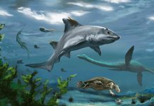 علماء يوثقون قرشا منقرضا بخصائص فريدة في المغرب علماء يوثقون قرشا منقرضا بخصائص فريدة في المغرب