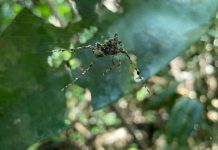 عناكب تصنع “خيال مآتة” لحمايتها من المفترسات عناكب تصنع "خيال مآتة" لحمايتها من المفترسات