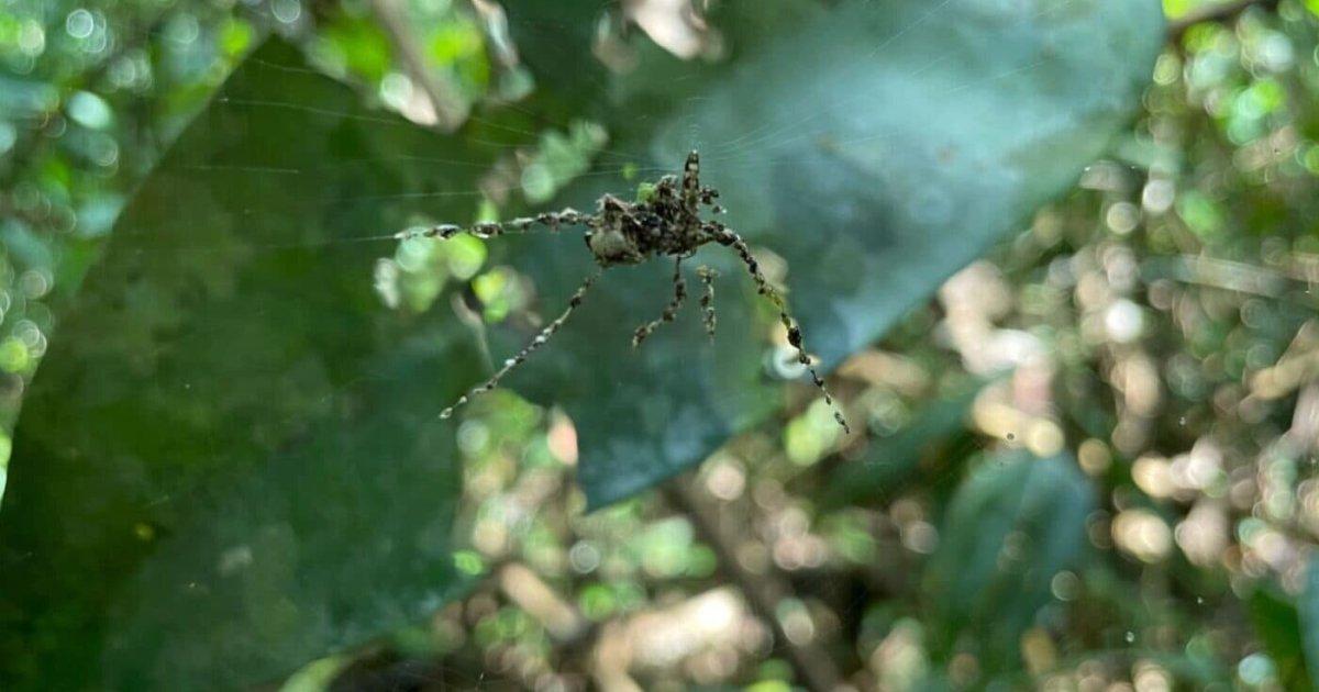 عناكب تصنع عناكب تصنع