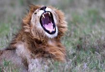 الذكاء الاصطناعي يكشف سرا خفيا في لغة الأسود الذكاء الاصطناعي يكشف سرا خفيا في لغة الأسود