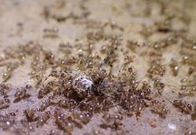 سقوط دفاعات “النمل المجنون” واكتشاف الثغرة سقوط دفاعات "النمل المجنون" واكتشاف الثغرة