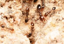 “نملة الشارقة”.. اكتشاف مثير عابر للحدود الإماراتية "نملة الشارقة".. اكتشاف مثير عابر للحدود الإماراتية