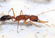 انقلاب عسكري في قصر ملكة النمل انقلاب عسكري في قصر ملكة النمل