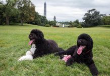 كلبك “المهذب” يحمل داخله بقايا ذئب قديم كلبك "المهذب" يحمل داخله بقايا ذئب قديم