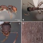 اكتشاف نوع جديد من النمل في المغرب: Temnothorax lailae اكتشاف نوع جديد من النمل في المغرب: Temnothorax lailae