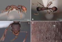 اكتشاف نوع جديد من النمل في المغرب: Temnothorax lailae اكتشاف نوع جديد من النمل في المغرب: Temnothorax lailae