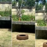 لبؤة تقتل رجلاً في حديقة حيوان بالبرازيل لبؤة تقتل رجلاً في حديقة حيوان بالبرازيل