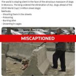 رويترز تنفي صورة مزعومة لمجزرة كلاب بالمغرب رويترز تنفي صورة مزعومة لمجزرة كلاب بالمغرب