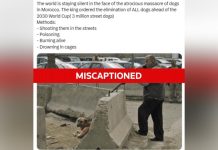 رويترز تنفي صورة مزعومة لمجزرة كلاب بالمغرب رويترز تنفي صورة مزعومة لمجزرة كلاب بالمغرب