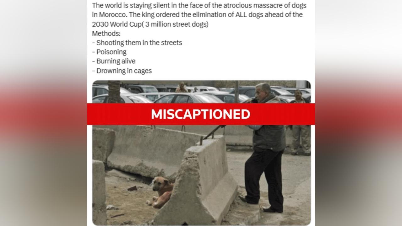 رويترز تنفي صورة مزعومة لمجزرة كلاب بالمغرب رويترز تنفي صورة مزعومة لمجزرة كلاب بالمغرب