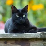 دراسة: أصول القطة المنزلية الأوروبية من شمال إفريقيا دراسة: أصول القطة المنزلية الأوروبية من شمال إفريقيا