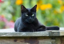 دراسة: أصول القطة المنزلية الأوروبية من شمال إفريقيا دراسة: أصول القطة المنزلية الأوروبية من شمال إفريقيا