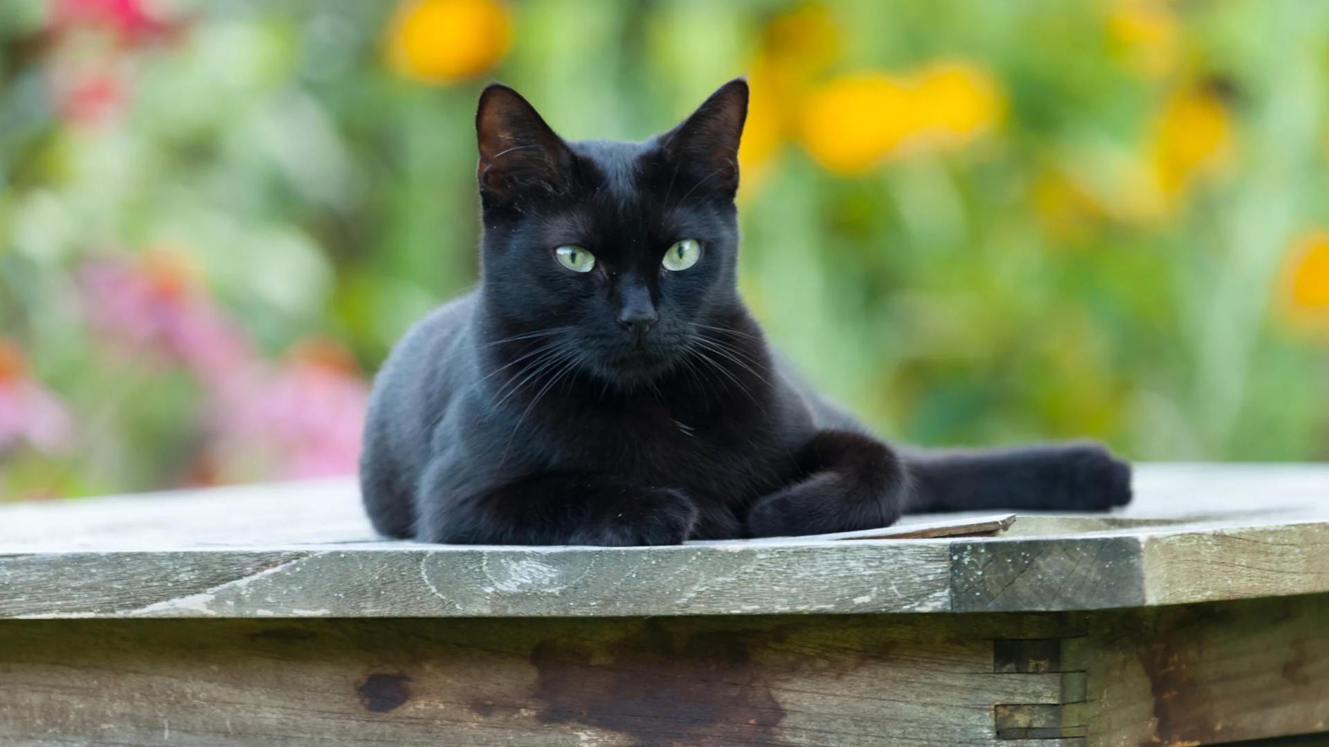 دراسة: أصول القطة المنزلية الأوروبية من شمال إفريقيا دراسة: أصول القطة المنزلية الأوروبية من شمال إفريقيا