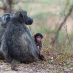قردة البابون الغينية توزع اللحم حسب الطبقات الاجتماعية قردة البابون الغينية توزع اللحم حسب الطبقات الاجتماعية