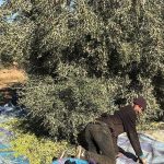 تاوريرت: موسم زيتون وفير بأسعار مستقرة تاوريرت: موسم زيتون وفير بأسعار مستقرة