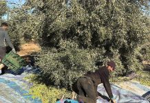 تاوريرت: موسم زيتون وفير بأسعار مستقرة تاوريرت: موسم زيتون وفير بأسعار مستقرة