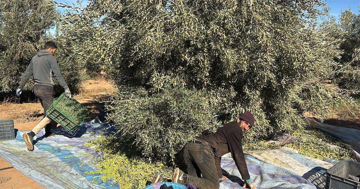 تاوريرت: موسم زيتون وفير بأسعار مستقرة تاوريرت: موسم زيتون وفير بأسعار مستقرة