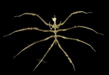 اكتشاف كائنات جديدة لافتة في موقع تعدين بالمحيط الهادي اكتشاف كائنات جديدة لافتة في موقع تعدين بالمحيط الهادي