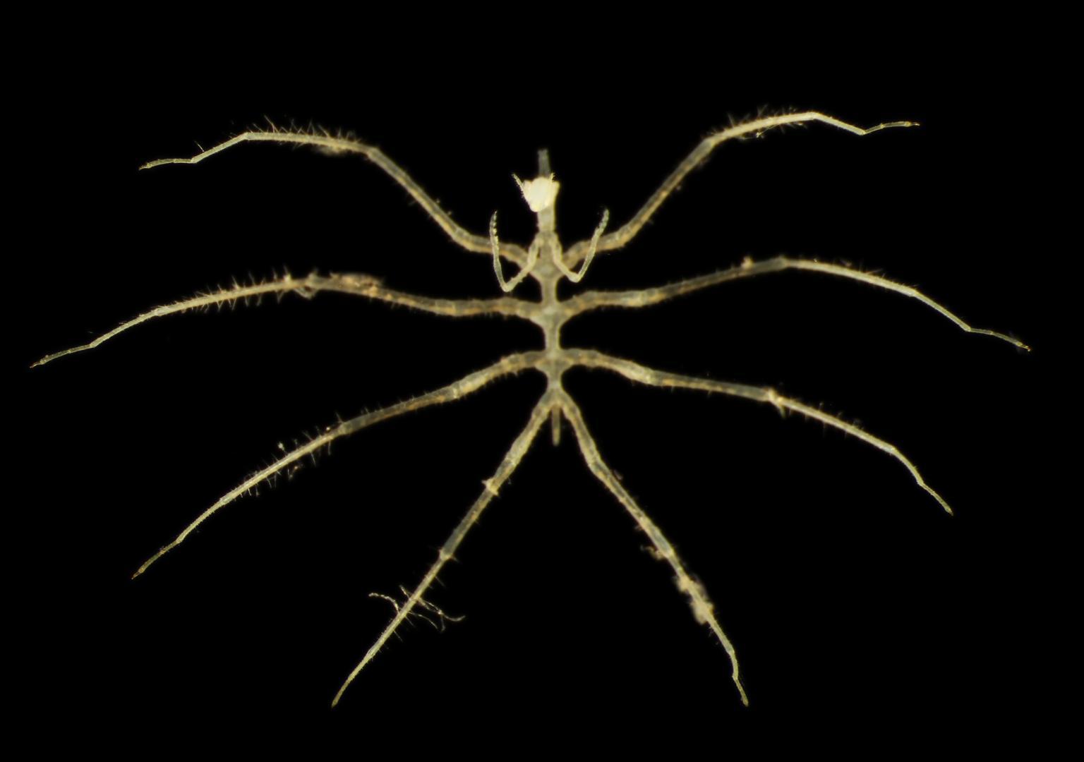 اكتشاف كائنات جديدة لافتة في موقع تعدين بالمحيط الهادي اكتشاف كائنات جديدة لافتة في موقع تعدين بالمحيط الهادي