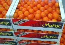 حوض ملوية: توقعات بإنتاج يفوق 405 ألف طن من الحوامض حوض ملوية: توقعات بإنتاج يفوق 405 ألف طن من الحوامض