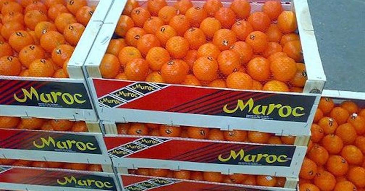 حوض ملوية: توقعات بإنتاج يفوق 405 ألف طن من الحوامض حوض ملوية: توقعات بإنتاج يفوق 405 ألف طن من الحوامض