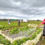 ربورتاج: هكذا تتم عملية حصاد وغسل اللفت بضواحي مدينة العرائش ربورتاج: هكذا تتم عملية حصاد وغسل اللفت بضواحي مدينة العرائش