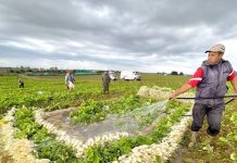 ربورتاج: هكذا تتم عملية حصاد وغسل اللفت بضواحي مدينة العرائش ربورتاج: هكذا تتم عملية حصاد وغسل اللفت بضواحي مدينة العرائش