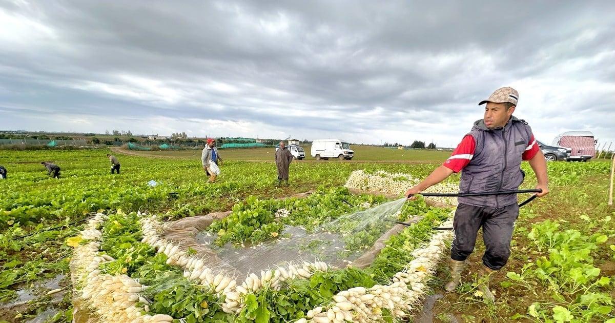 ربورتاج: هكذا تتم عملية حصاد وغسل اللفت بضواحي مدينة العرائش ربورتاج: هكذا تتم عملية حصاد وغسل اللفت بضواحي مدينة العرائش