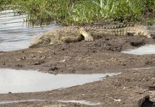 التماسيح تظهر في مصارف محافظة مصرية.. ما التفسير العلمي؟ التماسيح تظهر في مصارف محافظة مصرية.. ما التفسير العلمي؟