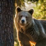 دب الأطلس: حيوان مفترس منقرض في المغرب دب الأطلس: حيوان مفترس منقرض في المغرب