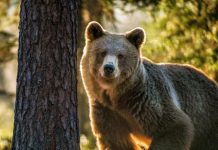 دب الأطلس: حيوان مفترس منقرض في المغرب دب الأطلس: حيوان مفترس منقرض في المغرب