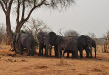 في بوتسوانا.. طريقة جديدة لحل الخلاف بين البشر والفيلة في بوتسوانا.. طريقة جديدة لحل الخلاف بين البشر والفيلة