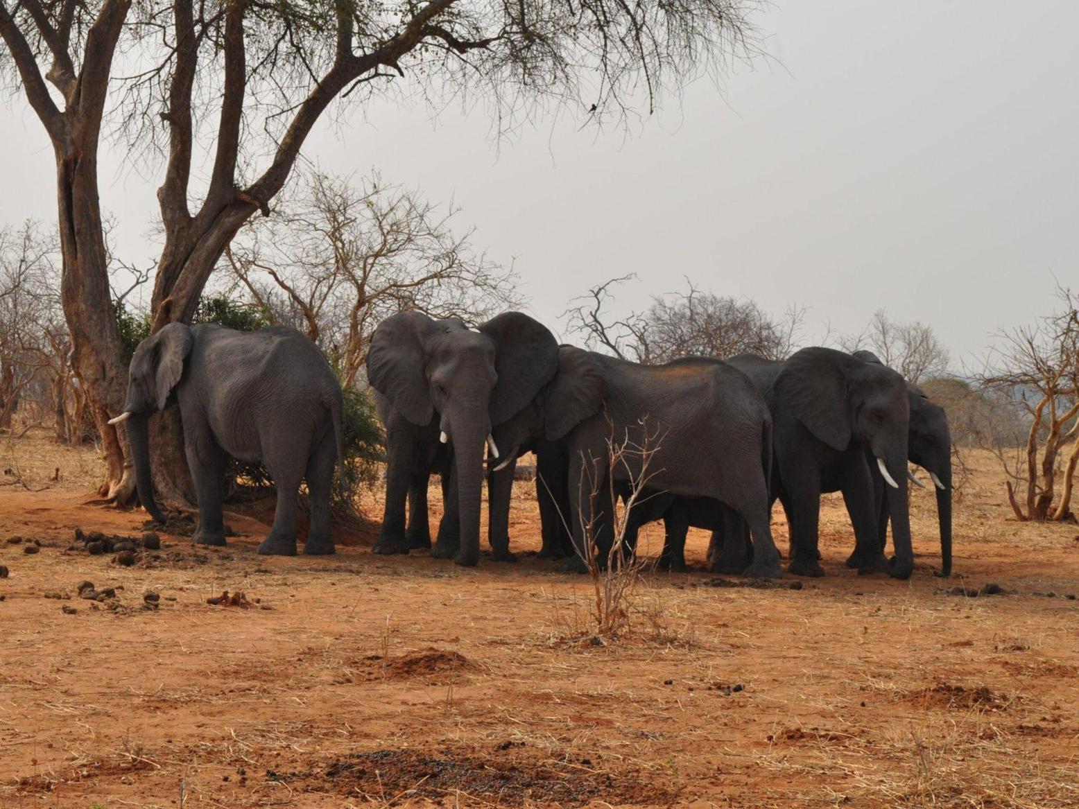 في بوتسوانا.. طريقة جديدة لحل الخلاف بين البشر والفيلة في بوتسوانا.. طريقة جديدة لحل الخلاف بين البشر والفيلة